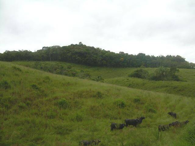 Terreno, 19 hectares - Foto 5