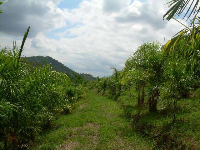 Terreno, 19 hectares - Foto 10