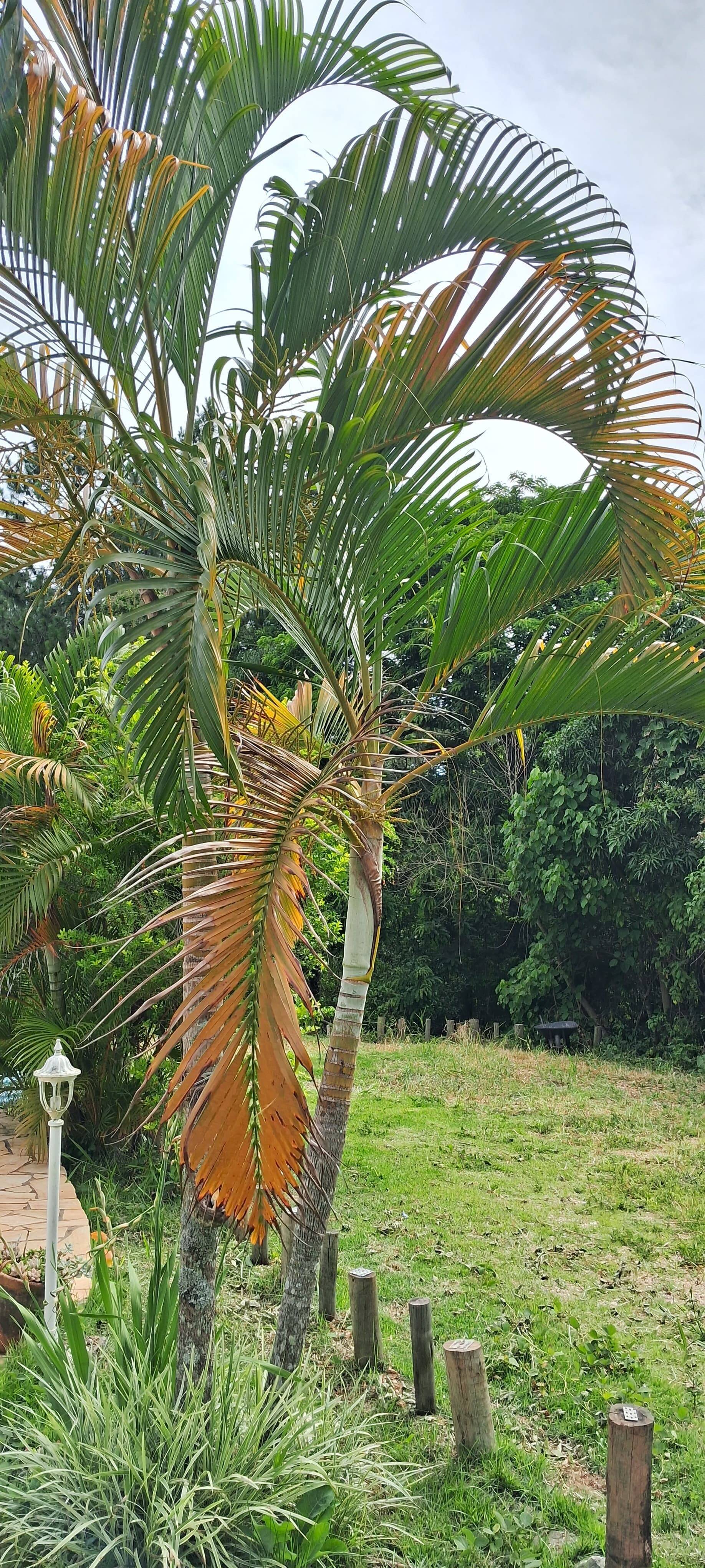 Chácara à venda com 4 quartos, 140m² - Foto 10